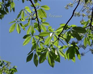  Branches bearing leaves